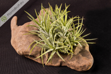 Tillandsia ionantha v. ionantha clumb