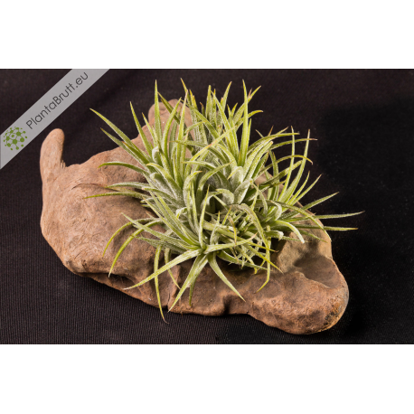 Tillandsia ionantha v. ionantha clumb