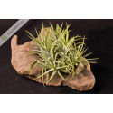 Tillandsia ionantha v. ionantha clumb