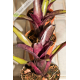 Neoregelia Edge of Night
