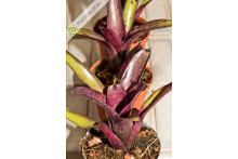 Neoregelia Edge of Night