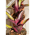 Neoregelia Edge of Night