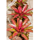 Neoregelia  Iris