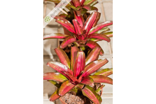 Neoregelia Iris