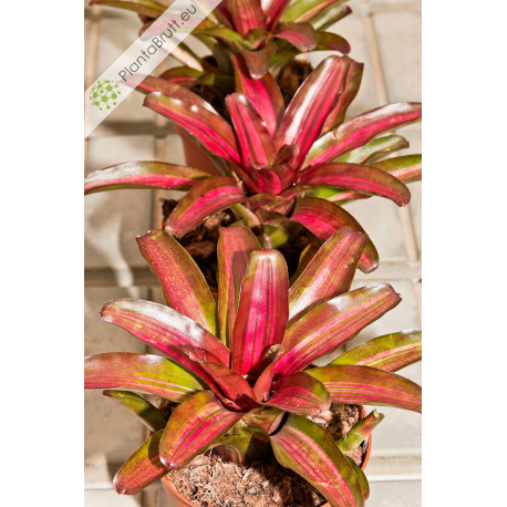 Neoregelia  Iris