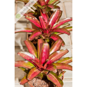 Neoregelia Iris