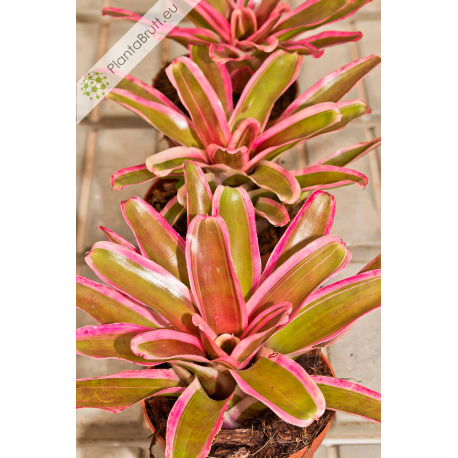 Neoregelia Pink