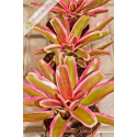 Neoregelia Pink