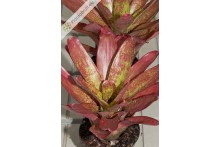 Neoregelia Jill