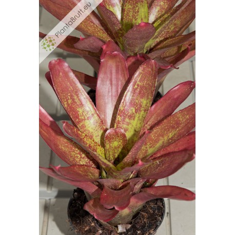 Neoregelia Jill