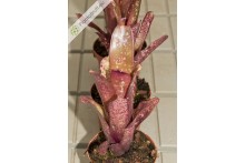 Billbergia Hallelujah