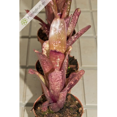 Billbergia Hallelujah