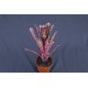 Billbergia Hallelujah