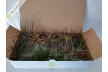 Tillandsia Mix 50 plants
