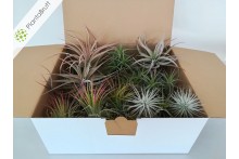 Tillandsia Mix 30 plantas