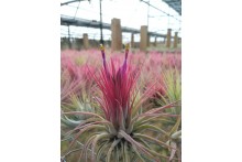 Tillandsia scaposa