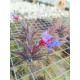 Tillandsia jonesii