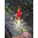 Tillandsia funckiana