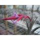 Tillandsia ixioides x aeranthos