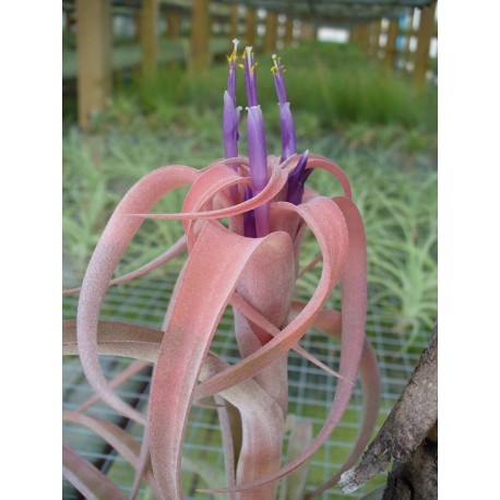 Tillandsia capitata peach