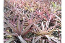 Tillandsia capitata peach