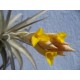 Tillandsia ixioides