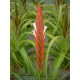 Tillandsia caulescens