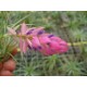 Tillandsia stricta