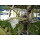 Tillandsia xiphioides