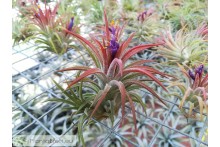 Tillandsia ionantha Mexico