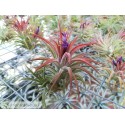Tillandsia ionantha Mexico