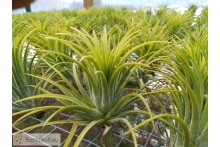Tillandsia ionantha Druid