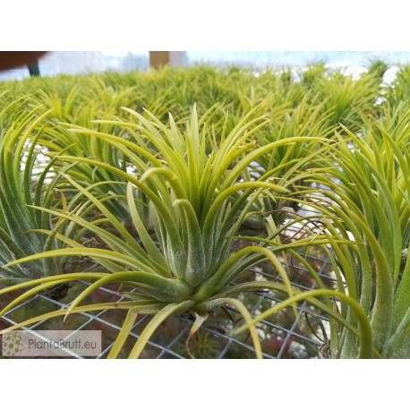 Tillandsia ionantha Druid