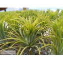 Tillandsia ionantha Druid