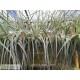 Tillandsia straminea L
