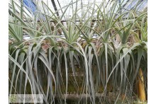 Tillandsia straminea L