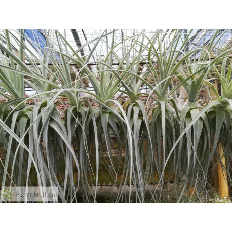 Tillandsia straminea L