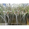 Tillandsia straminea L