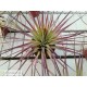 Tillandsia fasciculata XL
