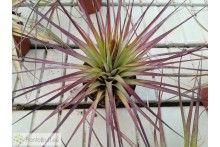 Tillandsia fasciculata XL