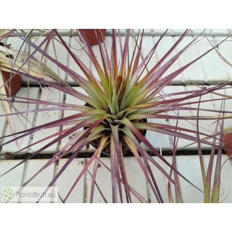 Tillandsia fasciculata XL