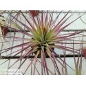 Tillandsia fasciculata XL