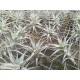 Tillandsia albida var. minor
