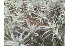 Tillandsia albida var. minor