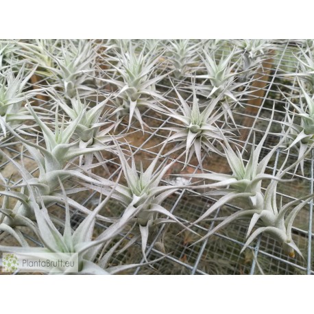 Tillandsia albida var. minor