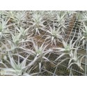 Tillandsia albida var. minor