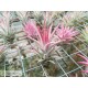 Tillandsia ionantha var. vanhyningii