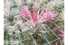 Tillandsia ionantha var. vanhyningii