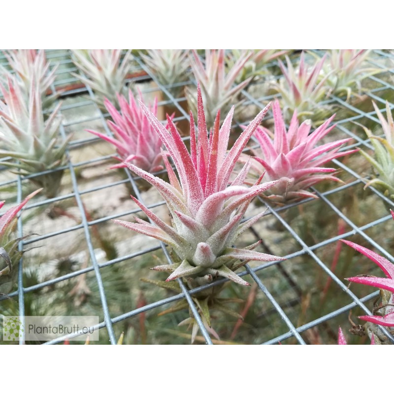 Tillandsia ionantha var. vanhyningii Price | Tillandsia Tillandsia ionantha var. vanhyningii Price | Tillandsia
