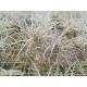 Tillandsia caerulea